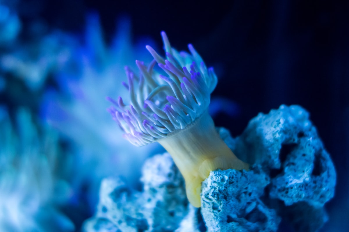 Representative anemone reference for Chicago Sunburst Anemone