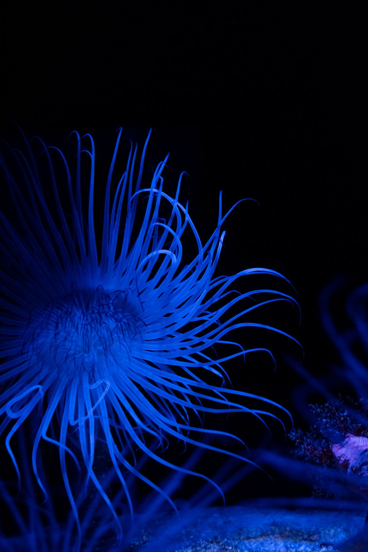 Representative anemone reference for Rainbow Bubble Tip Anemone