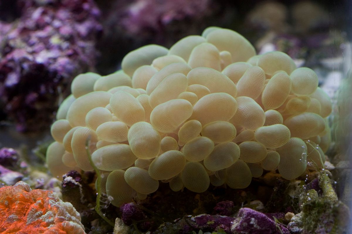 Representative anemone reference for Colorado Sunburst Anemone