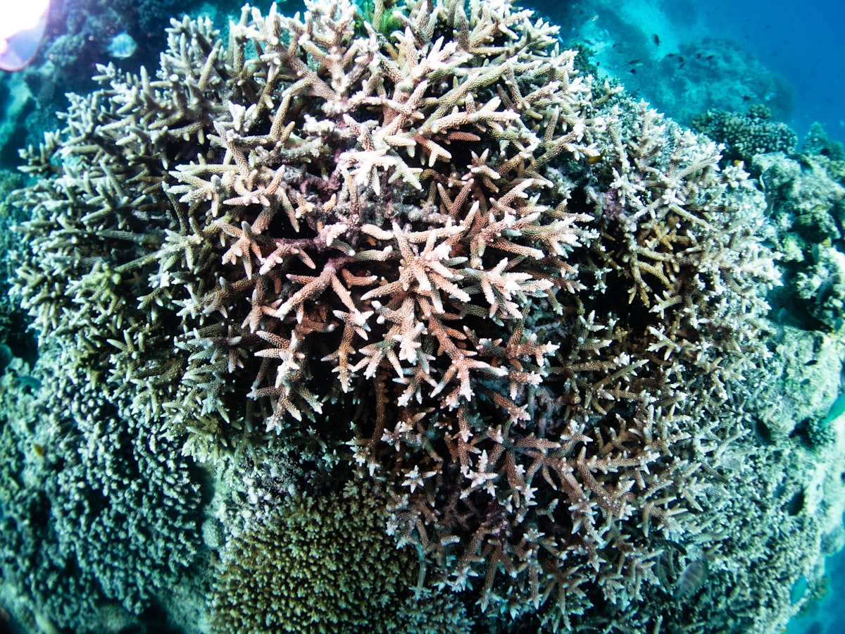 Representative zoanthid reference for Dayglo Volcano Zoa