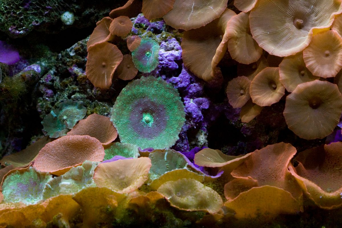 Representative mushroom reference for OG Bounce Mushroom