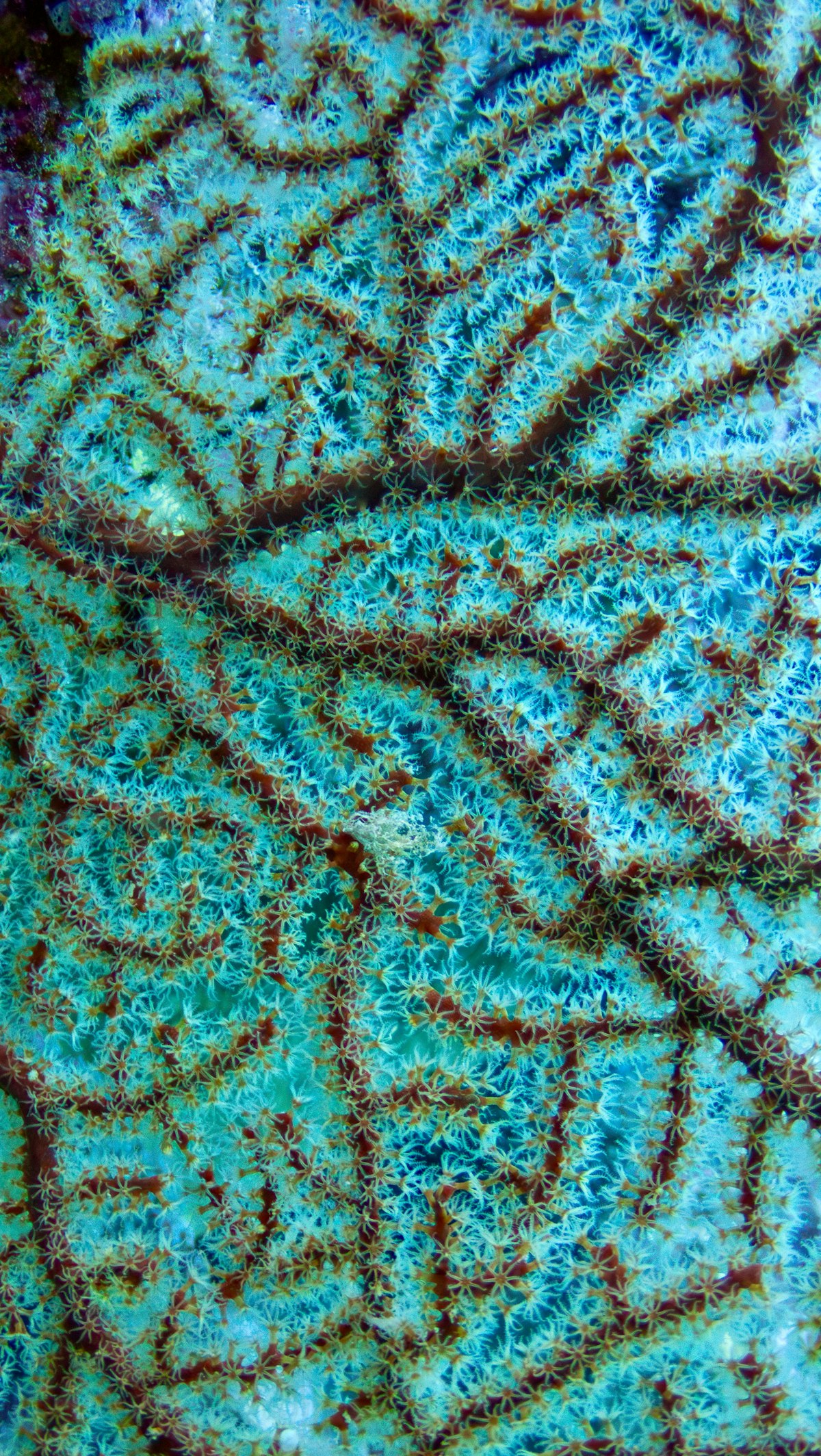 Representative zoanthid reference for Spellbinder Zoa
