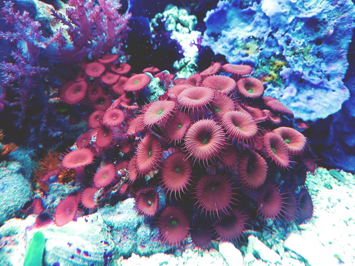 Representative zoanthid reference for Professor Chaos Zoa