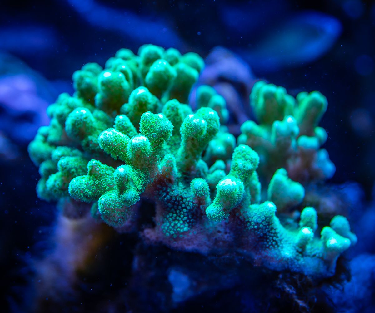 Neon Prairie coral frag