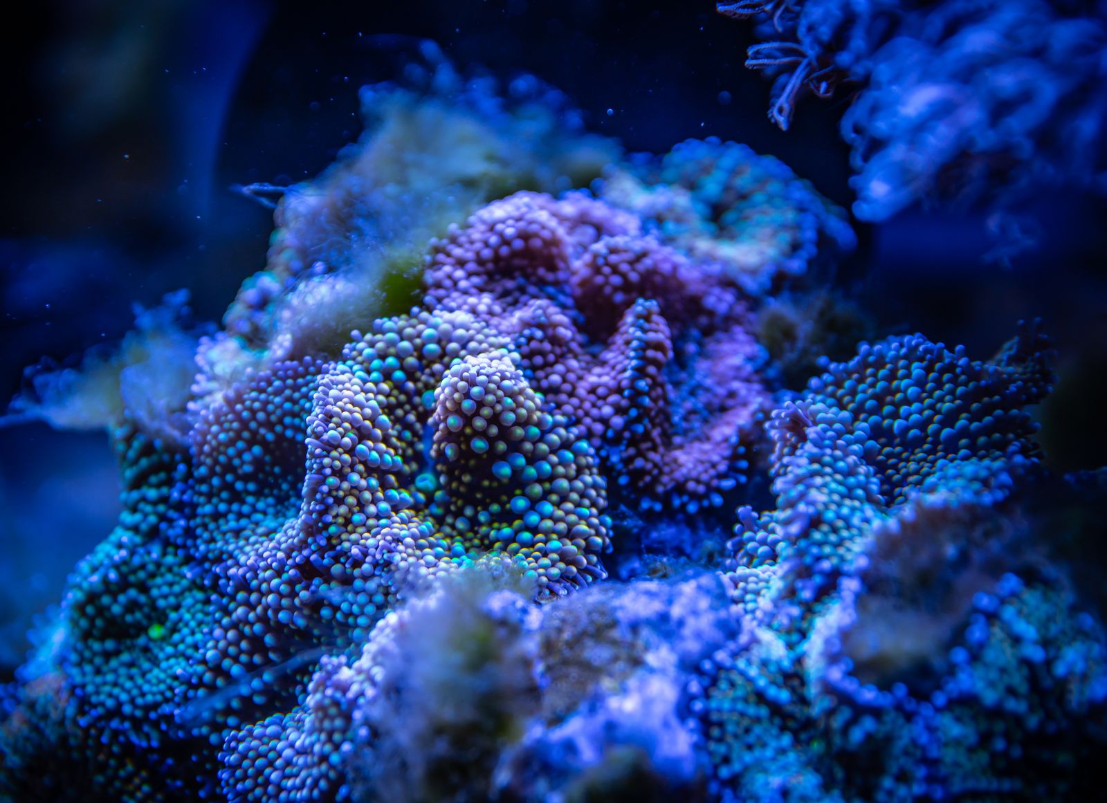 Colorful coral colony glowing in deep blue water