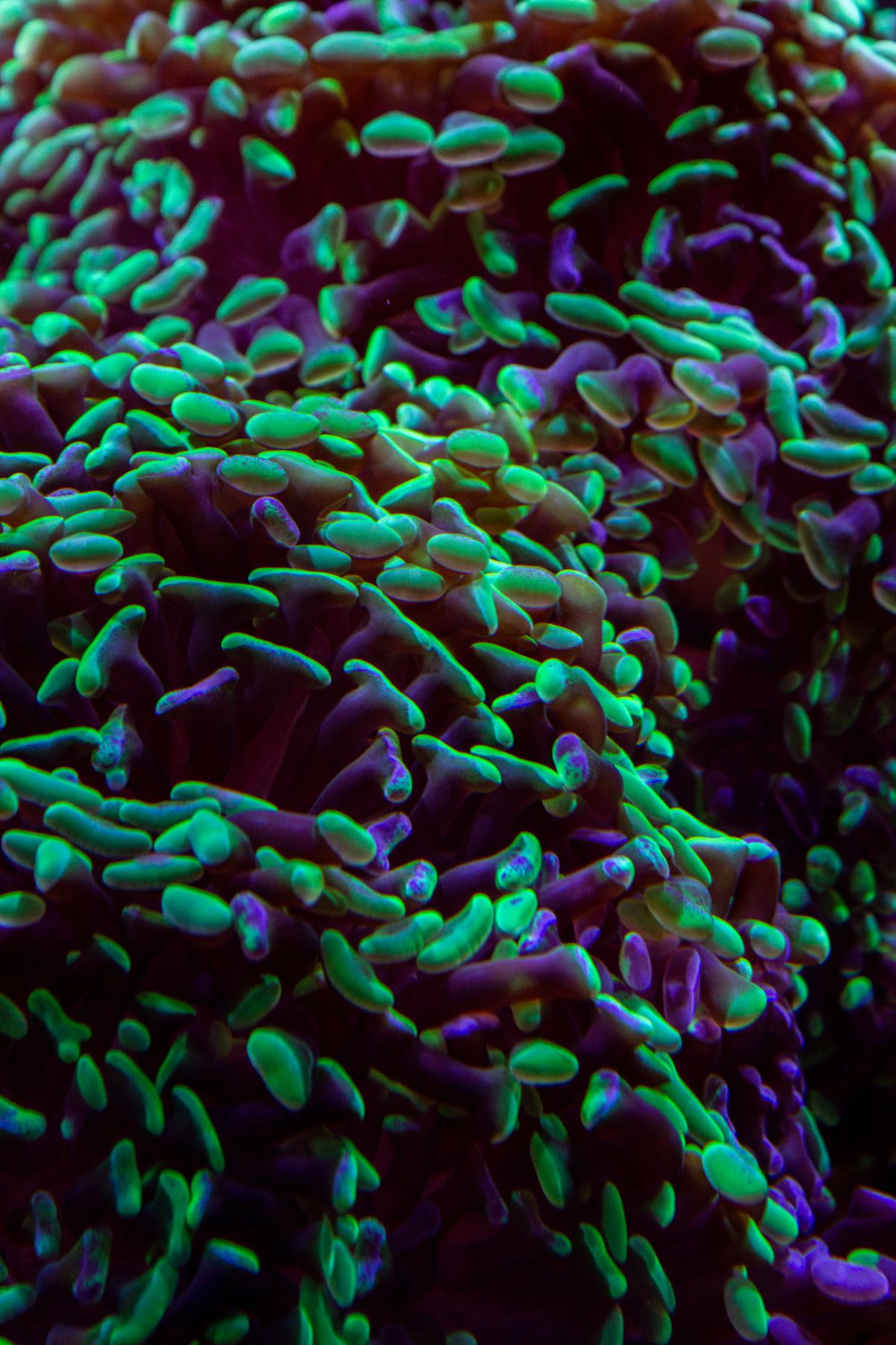 Purple coral macro detail