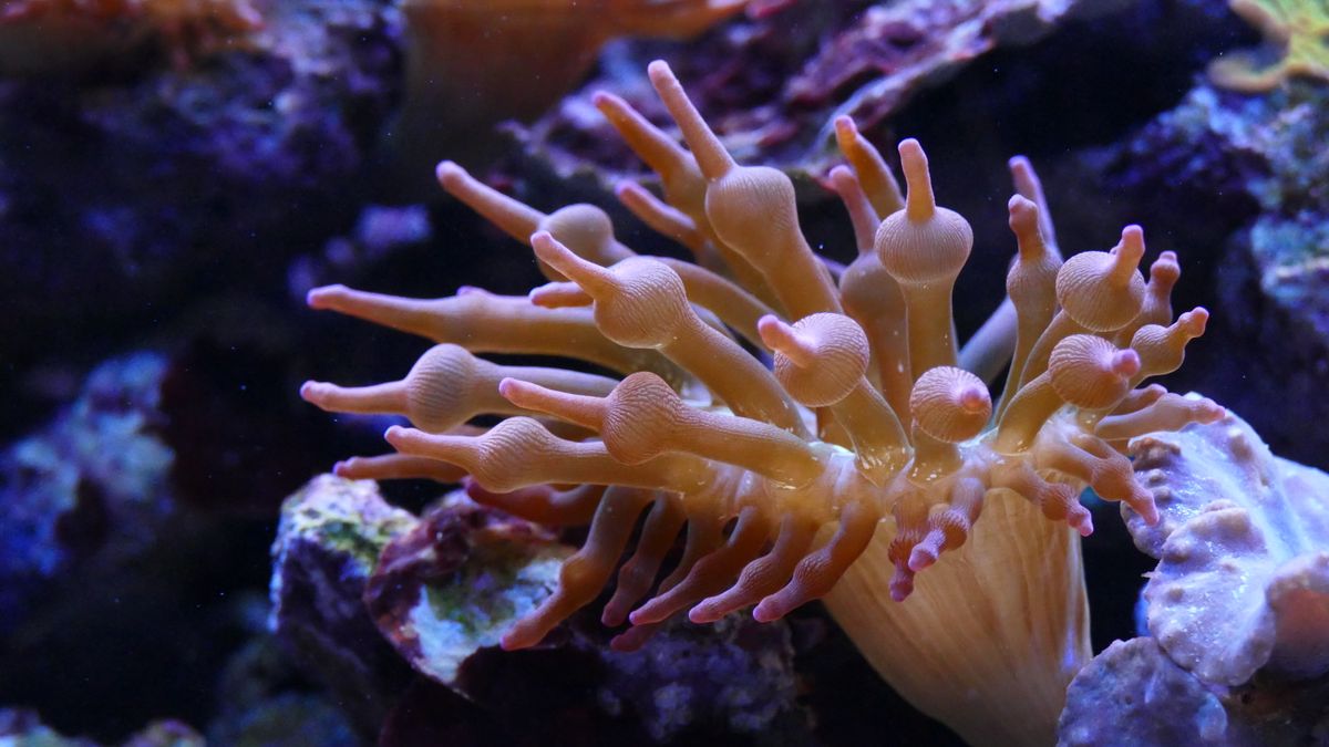 Lone Star Torch coral frag